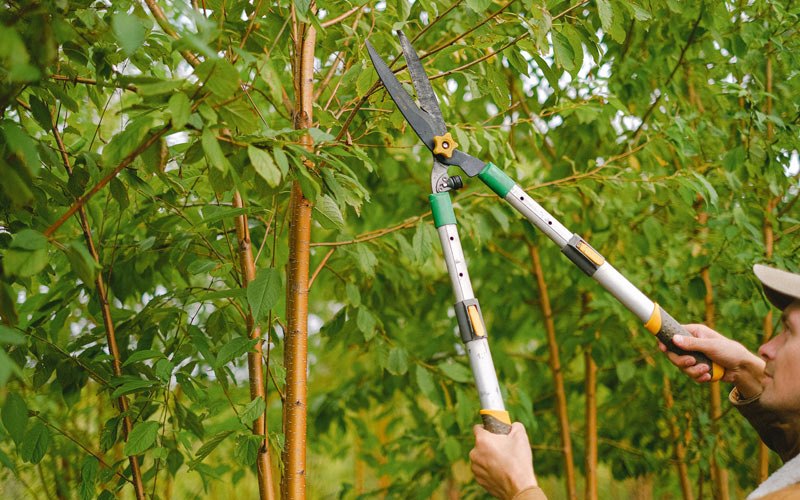 Tree trimming in Newman Lake, WA