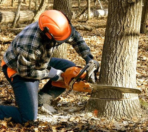 Tree Removal in Newman Lake, WA